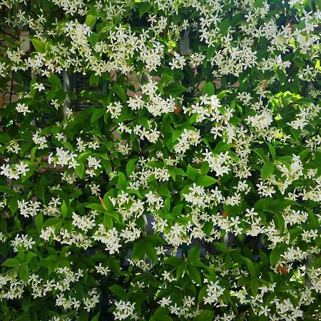 Le Rose Del Viale Ξενοδοχείο Παλέρμο Εξωτερικό φωτογραφία